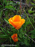 California Poppy (thumbnail)