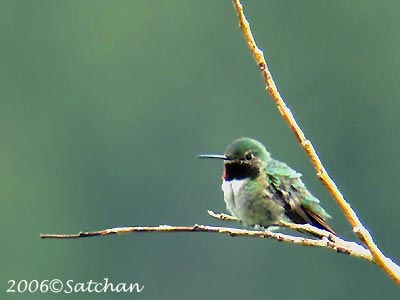 Broad-tailed Hummingbird