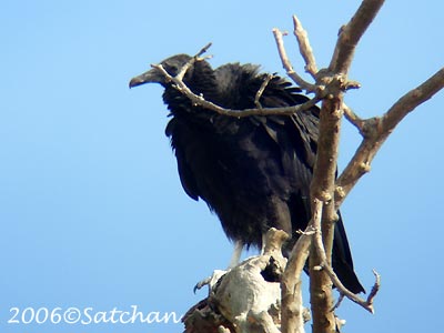 Black Vulture 01
