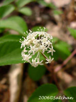 Dwarf Ginseng (thumbnail)