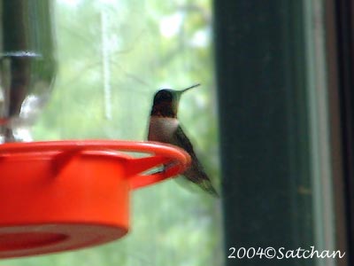 Ruby-throated Hummingbird 002