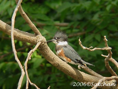 Belted Kingfisher 01