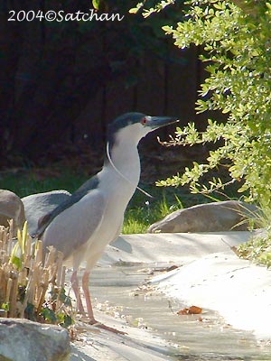 Black-crowned Night-Heron 04