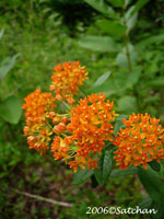 Butterfly Weed (thumbnail)