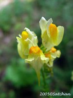 Butter-and-Egg (thumbnail)