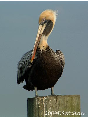 Brown Pelican
