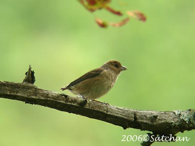 Indigo Bunting Imm 02