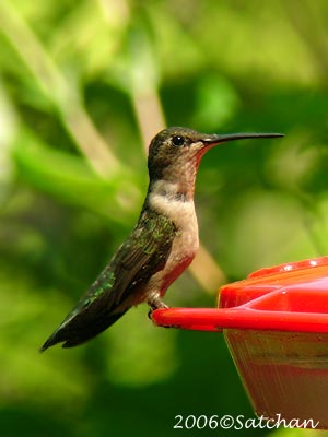 Ruby-throated Hummingbird 01