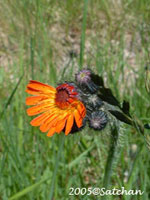 Orange Hawkweed (thumbnail)