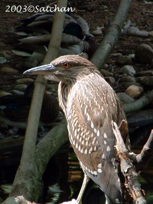 Black-crowned Night-Heron 05