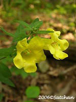Downy False Foxglove (thumbnail)