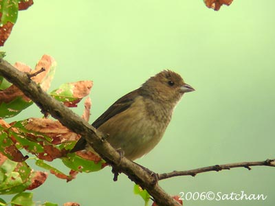 Indigo Bunting Imm 03