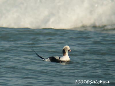 Long-tailed Duck 01
