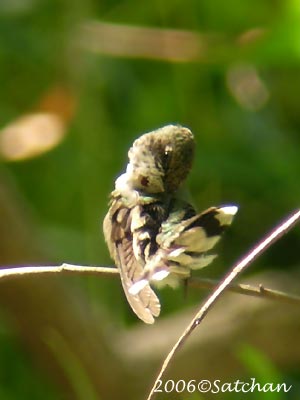 Ruby-throated Hummingbird 02
