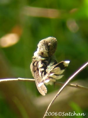 Ruby-throated Hummingbird 02