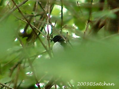 Black-throated Blue Warbler 01