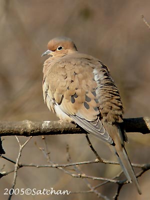 Mourning Dove 01