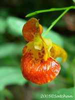 Orange Jewelryweed (thumbnail)