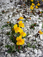 Yellow Monkey Flower (thumbnail)