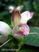 White Turtlehead (thumbnail)