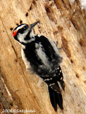 Hairy Woodpecker 01