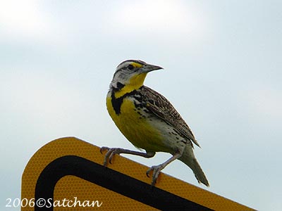 Western Meadowlark