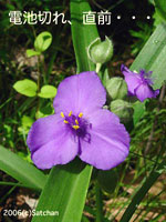 Spiderwort (thumbnail)