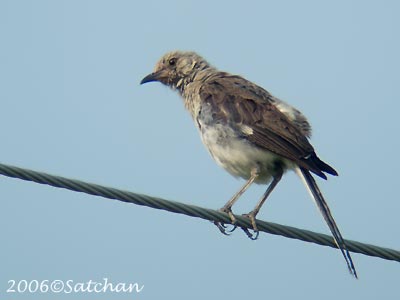Northern Mockingbird Imm 05