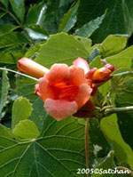 Trumpet Creeper (thumbnail)