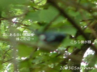 Black-throated Blue Warbler 02