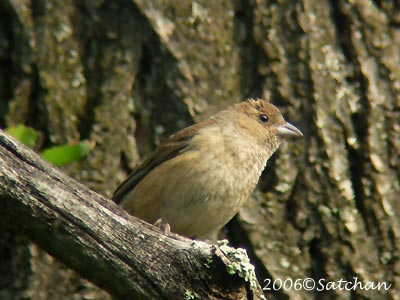Indigo Bunting Imm 04