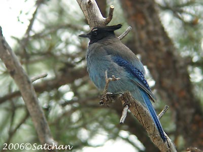 Stellers-Jay.jpg