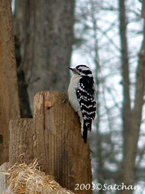 Downy Woodpecker 03