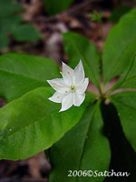 Starflower