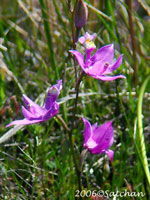 Grass Pink (thumbnail)