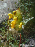 Yellow Rattle (thumbnail)