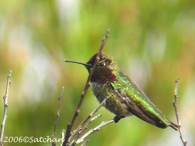 Annas Hummingbird 01