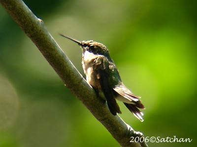 Ruby-throated Hummingbird 04