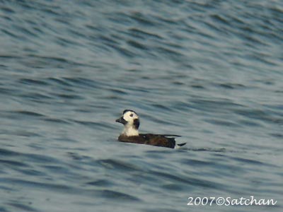 Long-tailed Duck 03