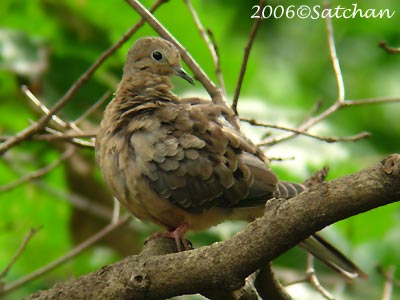 Mourning Dove 03