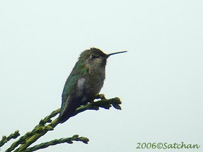 Annas Hummingbird 02