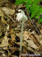 Indian Pipe (thumbnail)
