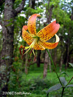 Turks-cap Lily (thumbnail)