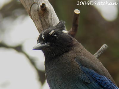 Stellers Jay 02