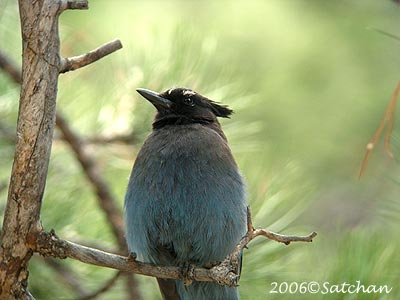 Stellers Jay 03