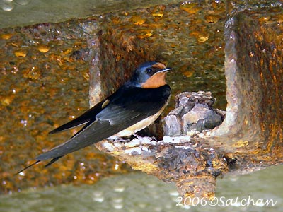 Barn Swallow 02