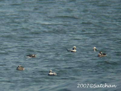 Long-tailed Duck 04
