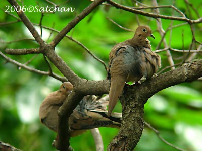 Mourning Dove 04