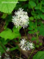 Tall Meadow Rue (thumbnail)