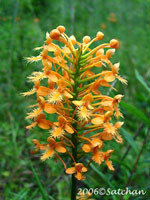 Yellow Fringed Orchid (thumbnail)